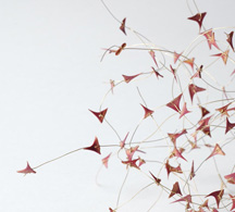 <h7>untitled, 2007, Brooch, Thorns, Gold</h7><br />o.T., 2007, Brosche, Dornen, Gold<br /><br />Foto: Mirei Takeuchi